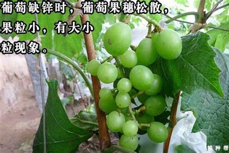 钾肥该怎么选呀,有没有好一些的？
