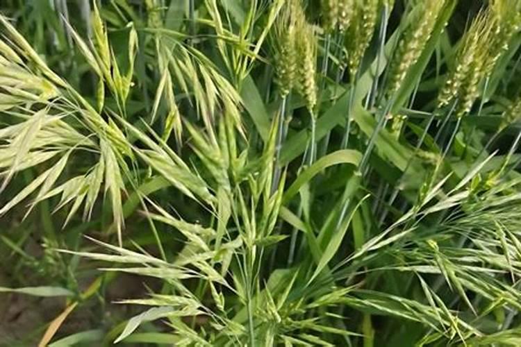 辣椒开花时施什么肥最好