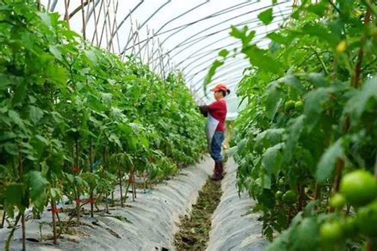 为什么没有糖却那么甜,他们往食品里添加了什么？