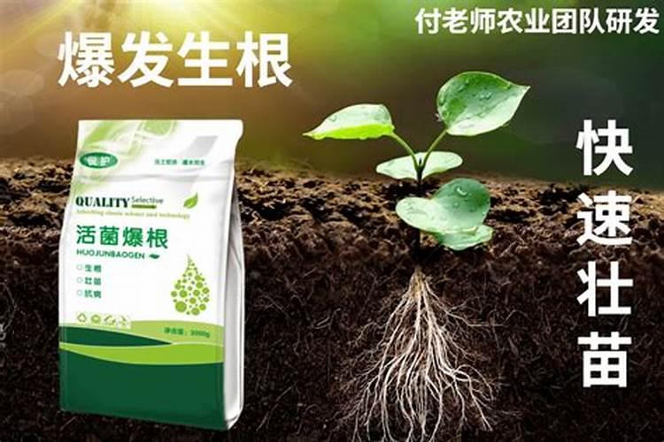 生根最快的肥料