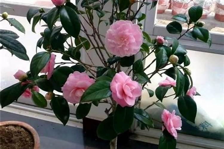 油菜施硼肥要注意什么