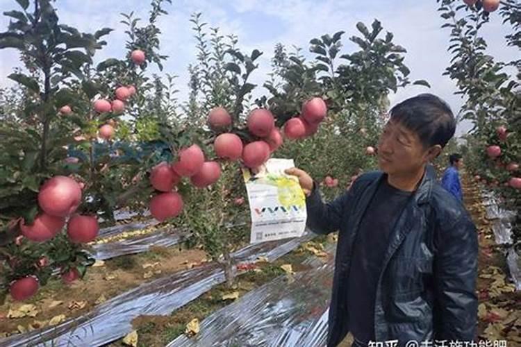 平衡肥膨果快还是高钾肥快