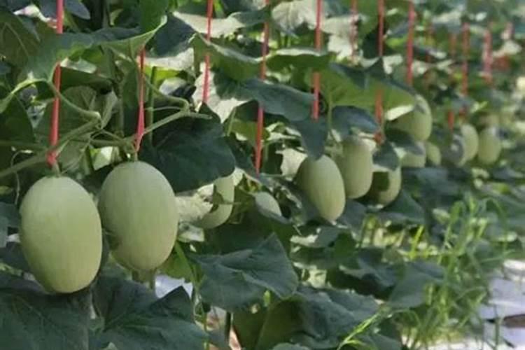 大棚哈密瓜怎样施肥