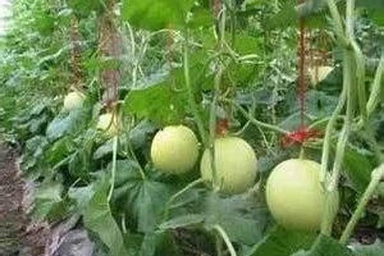 甜瓜的三个最佳肥料