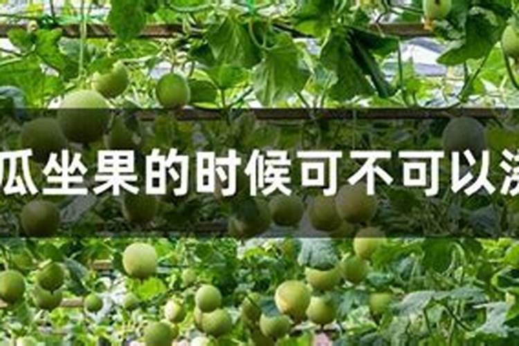 甜瓜用什么肥料好