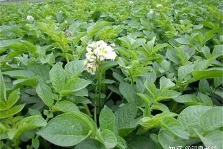 种菜用什么追肥长得快？