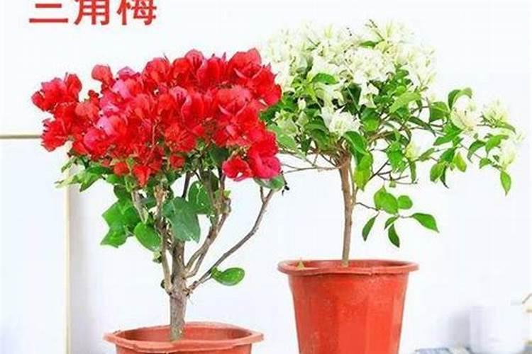 三角梅怎么施肥,三角梅施什么肥好？