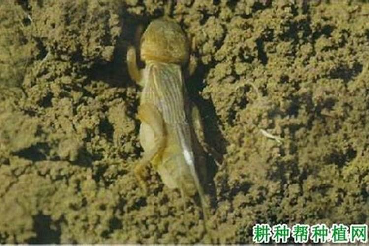 玉米苗几个叶可以打除草剂,几个叶割苗比较好