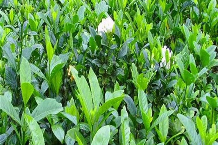 栀子花基肥放什么肥料？基肥怎么施？