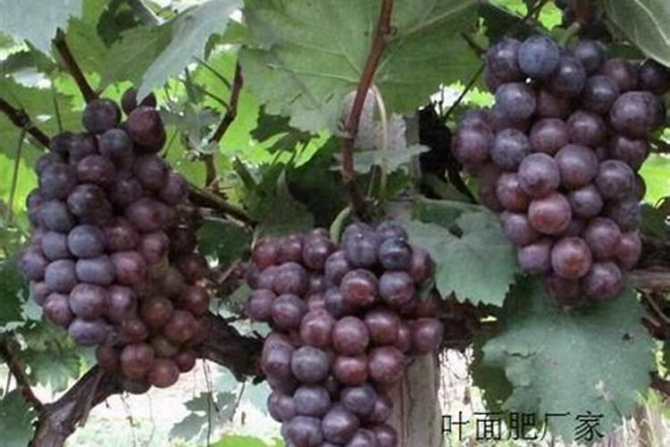 为什么硼酸的酸性强于碳酸？