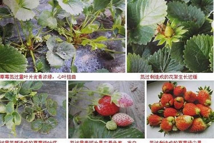 刚买的茶花,要怎么养殖？？？