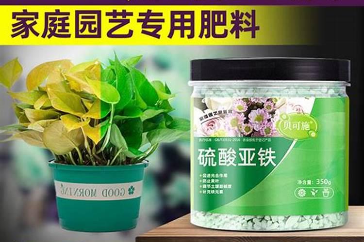 栀子花叶子枯萎了怎么办？