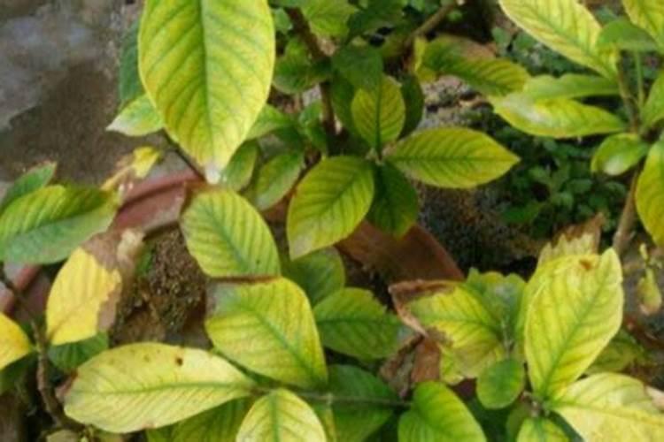 水系的植物叶子黄上什么肥好