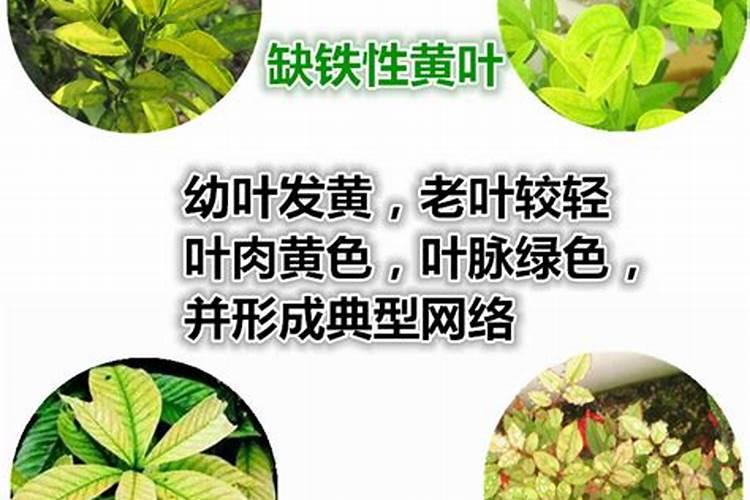 桃树缺铁严重,为什么每年都会叶子黄化？需要重新补充吗？