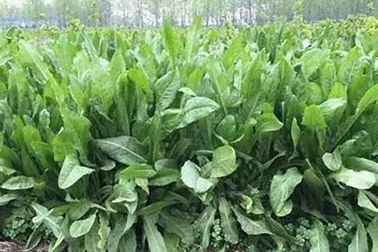 樱桃花什么时候授粉合适百度问一问