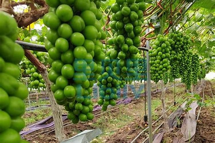 葡萄膨果期用什么肥料,葡萄各个时期的施肥注意事项