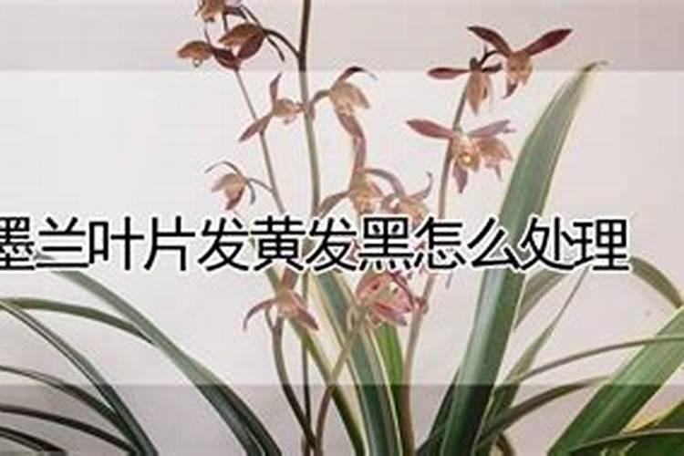 墨兰施肥用什么肥料,肥施多了怎么办