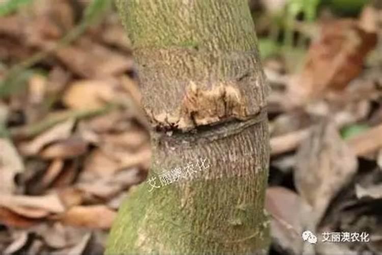 沙糖桔环剥过度叶子发黄怎么办,是不是耍淋什么肥料使树叶转绿？