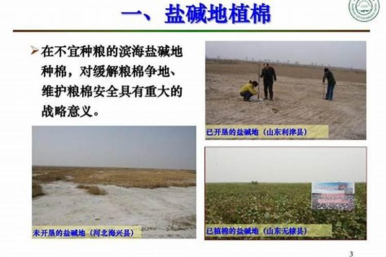 腐殖酸肥料的效果是什么？应该如何使用？