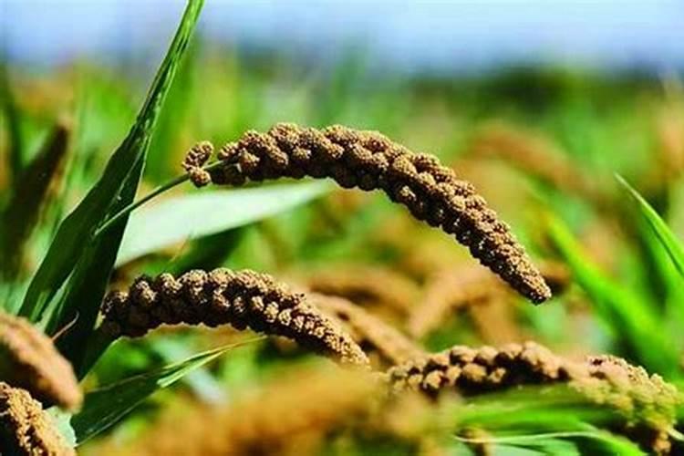 杂交谷子的发芽率大概是多少？种植时,需要注意些什么？