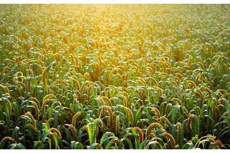 谷子种植时应该怎么施肥？