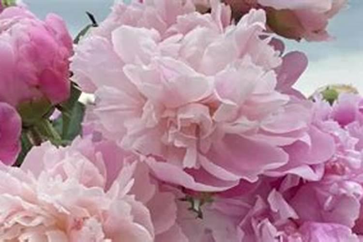 养花开花不结果怎么办施啥肥  家里绿植一般施什么肥