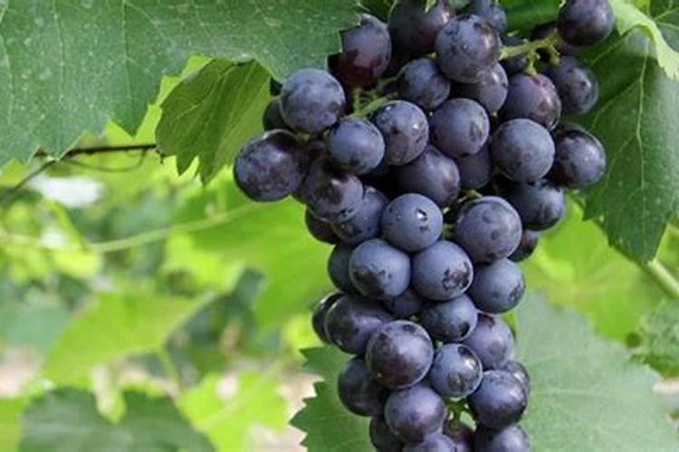 夏黑葡萄转色期喷几次磷酸二氢钾叶面肥？