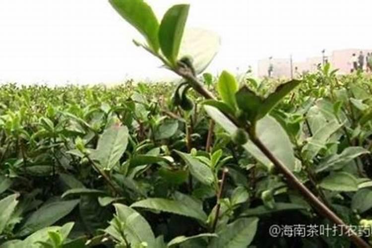 夏黑葡萄开花期间能不能施叶面肥