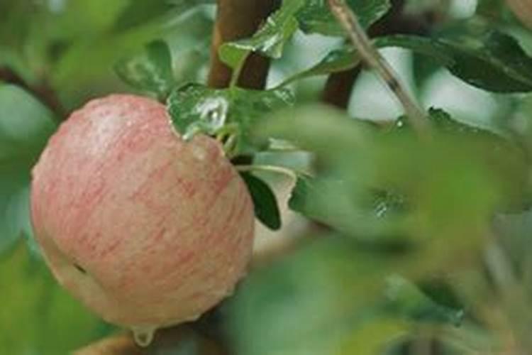 香瓜定植该施什么肥料