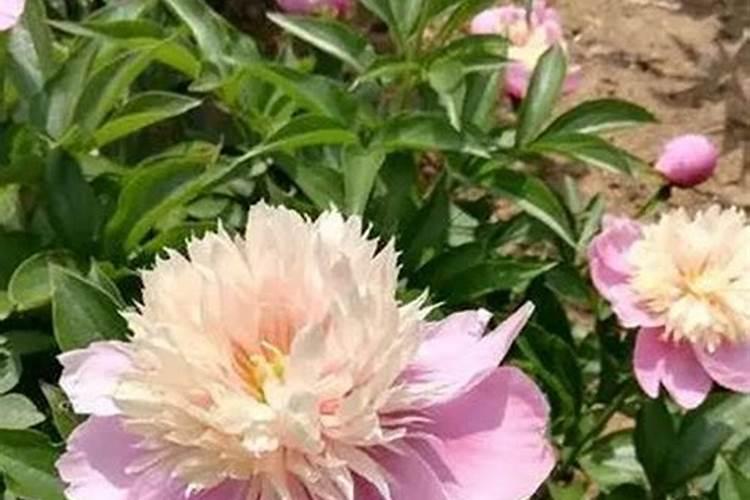 年后如何养芍药,才能开出群花好状态？