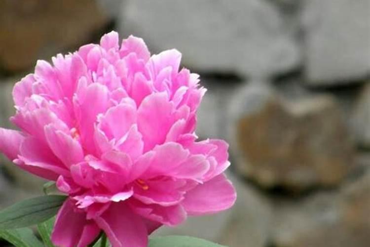 芍药种多久才会开花 芍药不开花怎么办？
