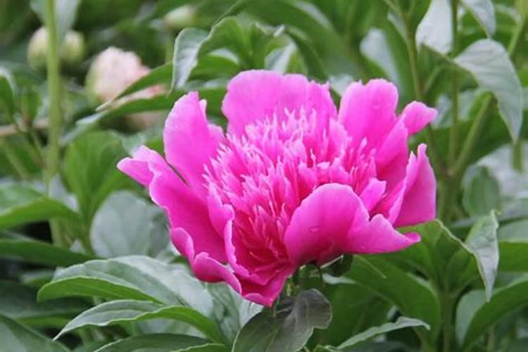 芍药怎么养