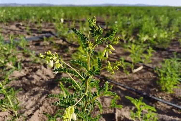 黄芹开花但叶子发黄喷施叶面肥还是？