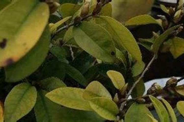 秦艽黄叶烂根,生长发慢,要怎么防治？