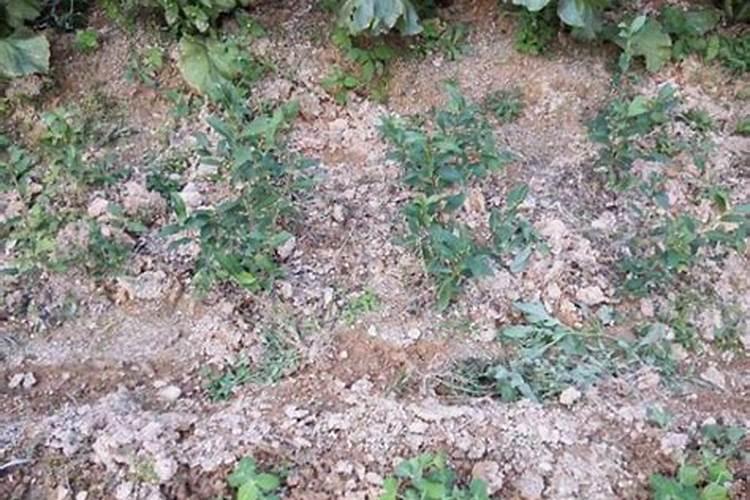 茶树什么时候施肥 茶树在什么时间施肥比较好？
