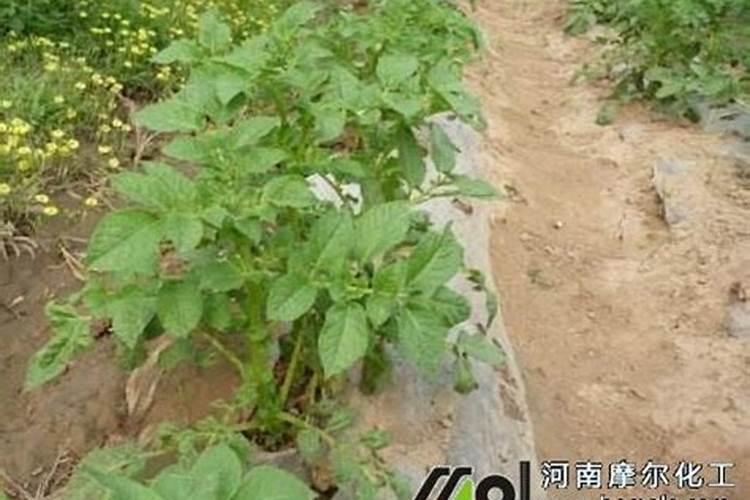 软枣子树追肥用氯化钾好还是硝酸钾好？