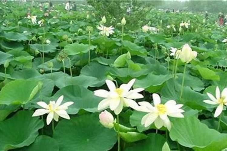 青岛荷花哪里有青岛哪里看荷花好