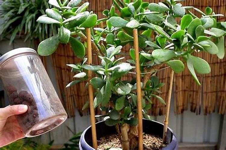 用塑料盆种菜有毒吗