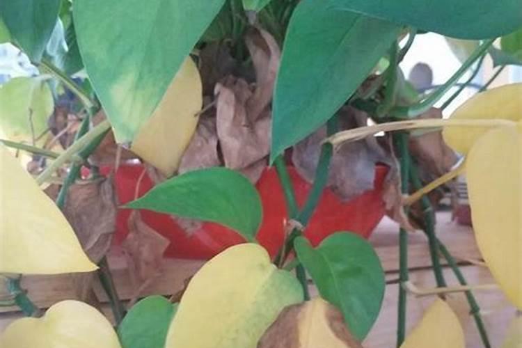 桂花树叶子不是很绿有点黄,该用哪些肥料才能防止这种情况呢？