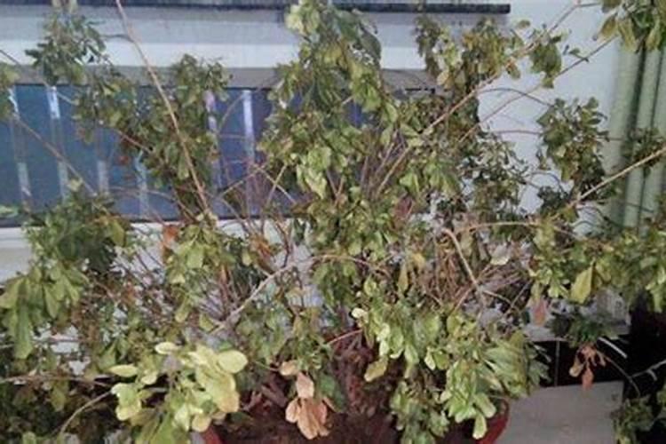 钱串花叶子颜色淡 不浓绿 这么回事？是缺肥还是缺水？