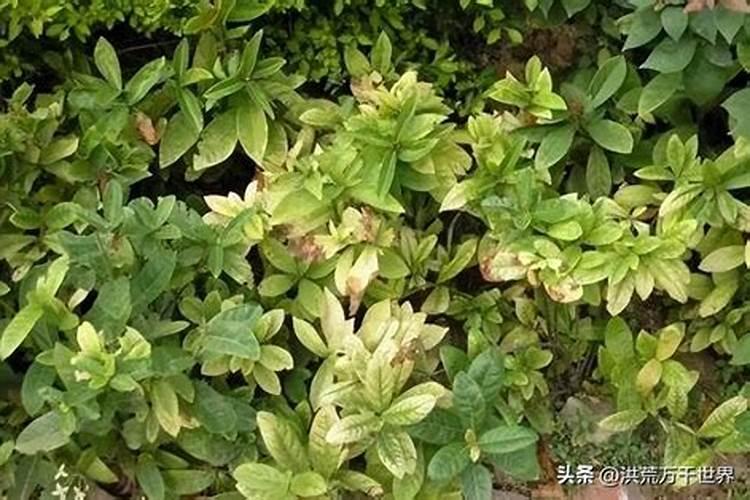 什么叶面肥能使叶子快速变绿变厚什么肥料可以使叶片肥厚