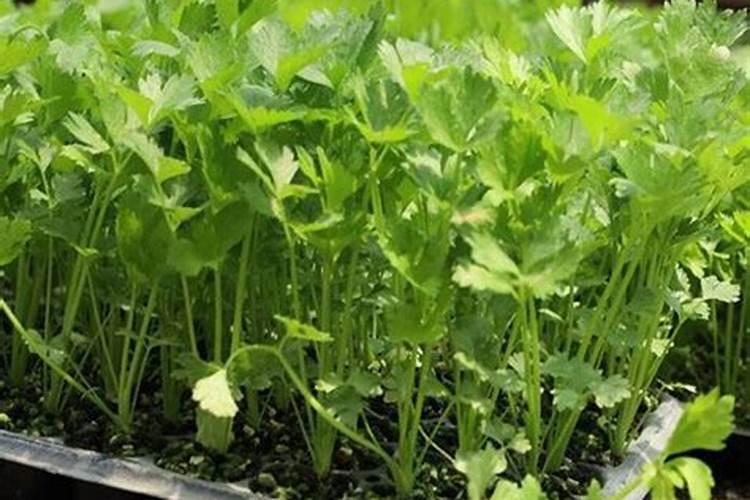 茴香和香菜夏天怎么管理