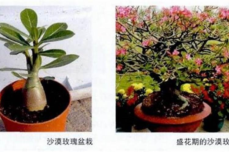 沙漠玫瑰养根施什么肥 沙漠玫瑰养根施哪种肥
