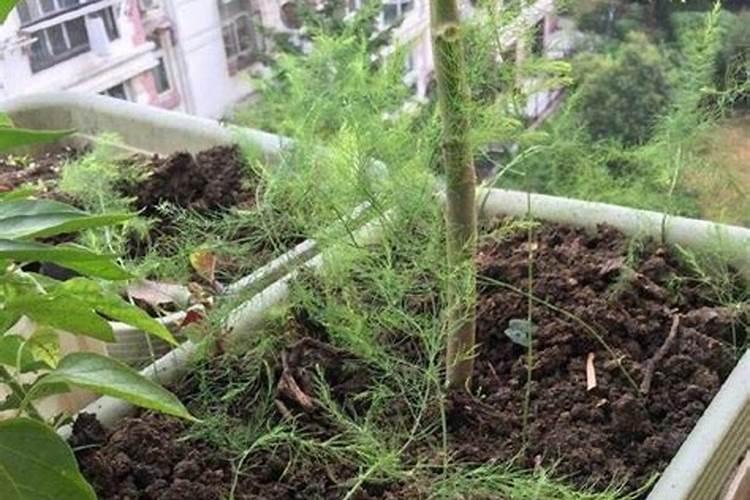 芦笋施肥用什么肥料