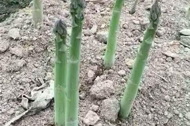 芦笋不开花怎么办？