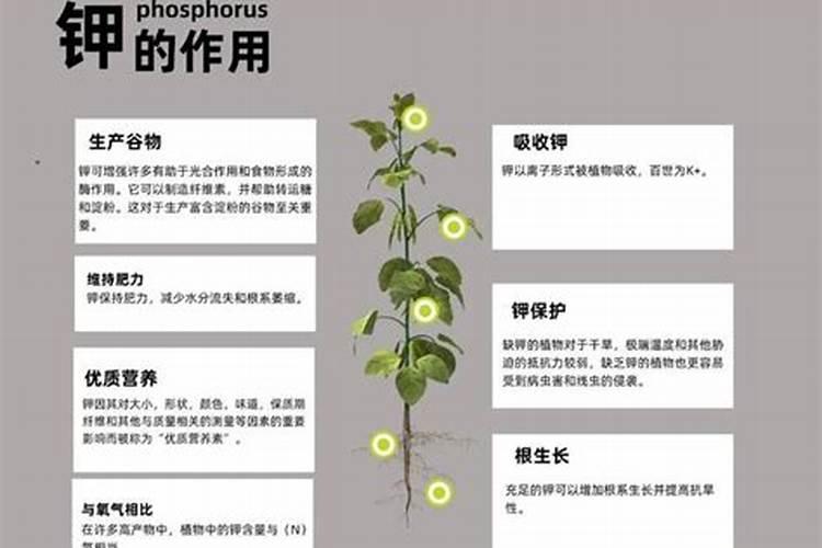 黄皮什么时候崔花？