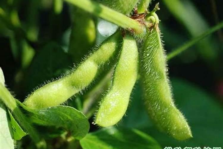 大豆做肥料有哪些好处？