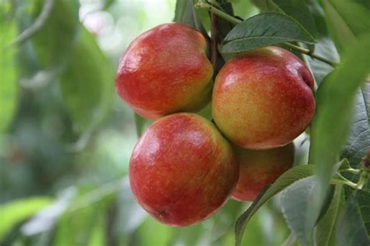 请问老师这个菜花是什么病