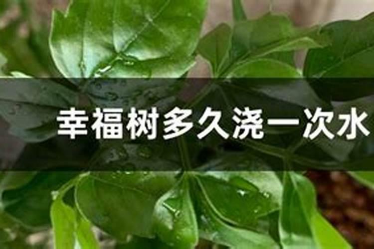 幸福树多久施一次肥 幸福树施肥频率是多久？