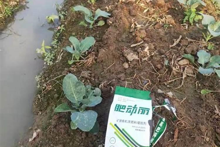 旱地玉米播种方法